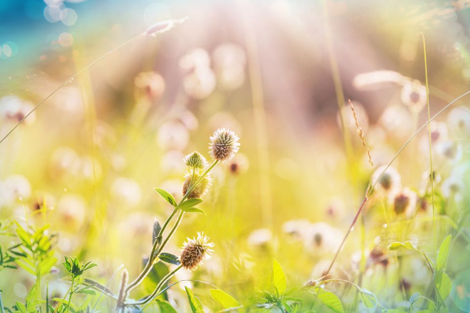 A field of wildflowers bathed in sunlight, with a focus on a cluster of small, fluffy blooms and green leaves in the foreground.